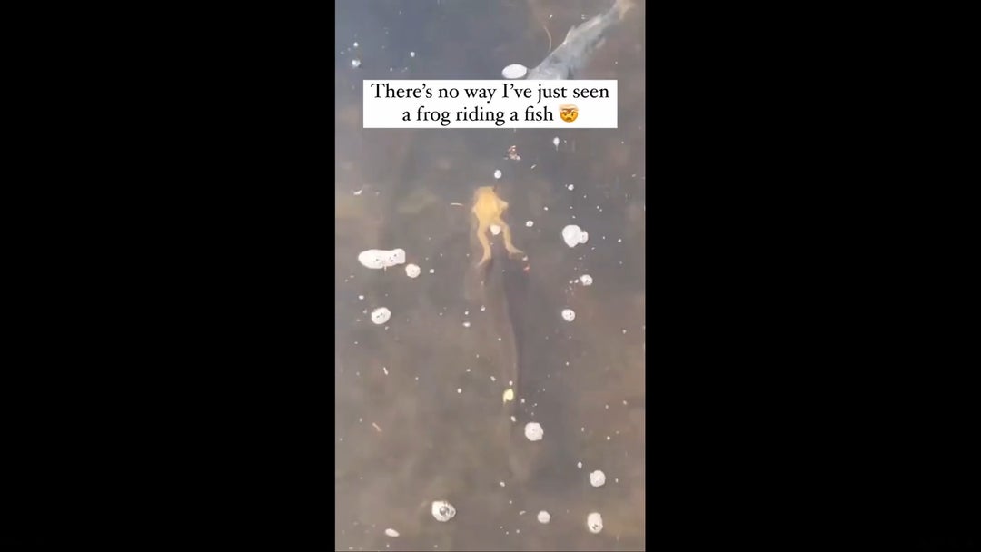 Now i've seen it all!