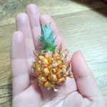 This pineapple I harvested.