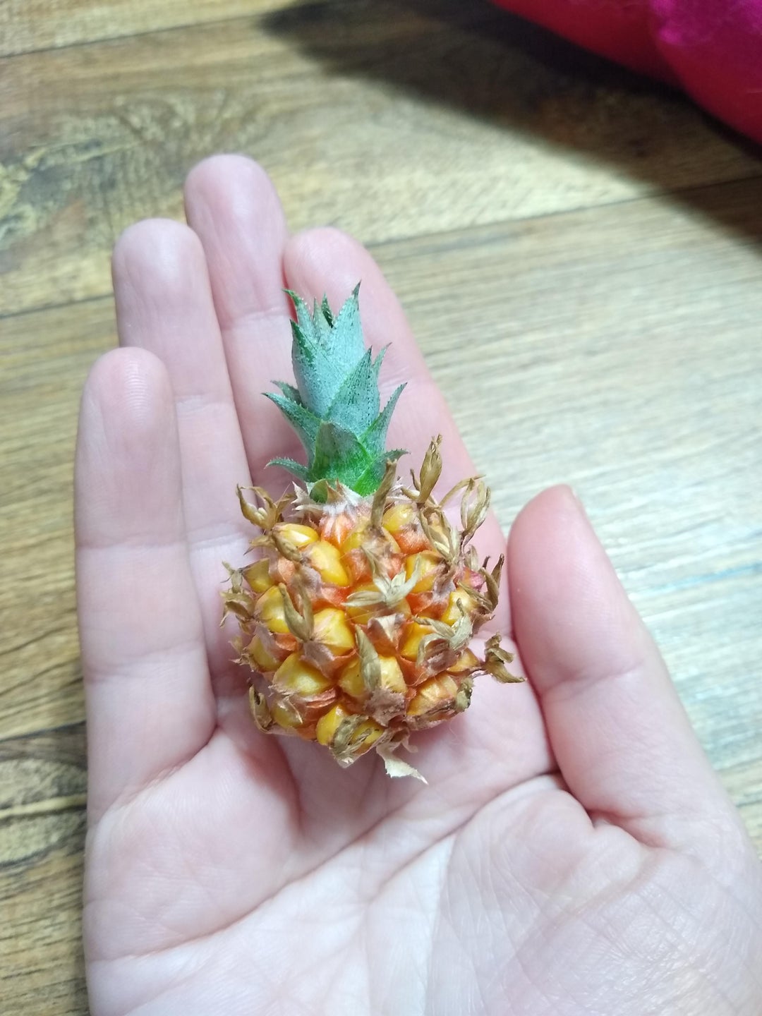 This pineapple I harvested.
