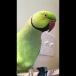 This Bird Wants You To Know That He Is A Green Pickle