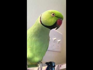 This Bird Wants You To Know That He Is A Green Pickle