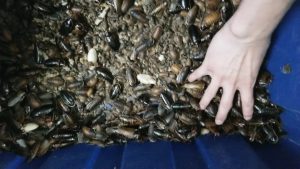 I fondle the bugs so you don't have to.