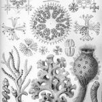 TIL about glass sponges, once thought to be extinct for over 100 million years and only recently rediscovered in the last 25 years living on reefs of themselves at depths of 450m to 900m. It's thought they could live up to 40k years, because of changing levels in seas most probably ONLY live 15k yrs