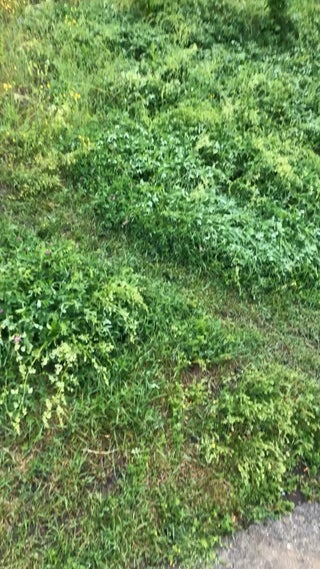 There’s something in the woods...