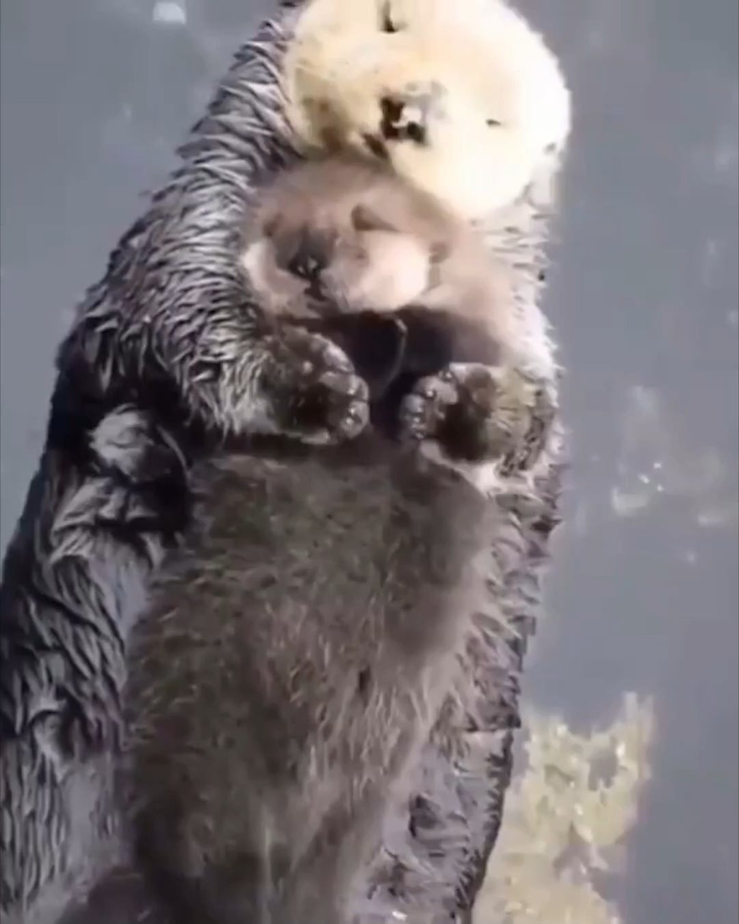 This mother otter making sure her pup is comfy