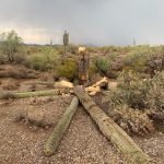 What a cactus looks like after being struck by lightning