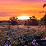 [OC] I got a lucky shot this evening, in our backyard