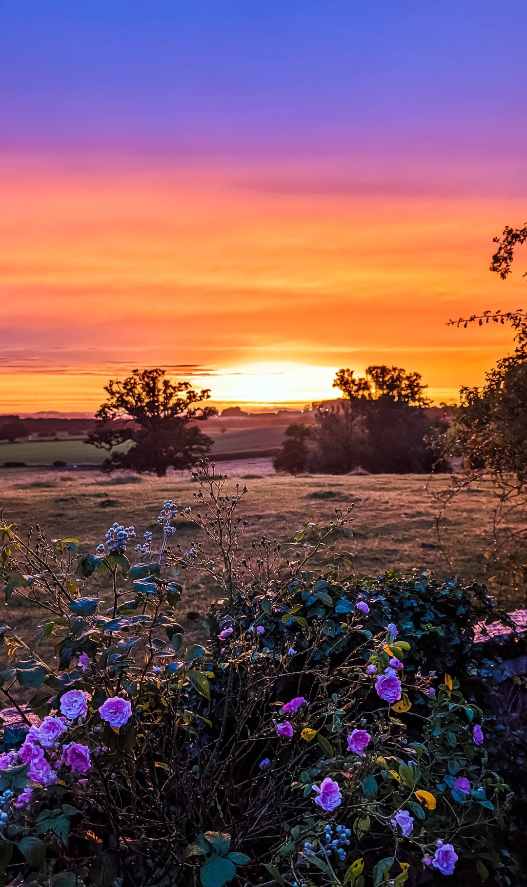 [OC] I got a lucky shot this evening, in our backyard