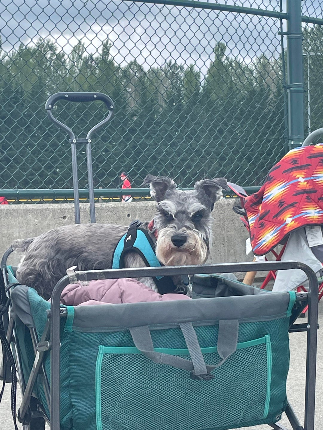 This dog looks very angry