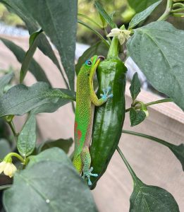 [OC] Gecko in my friend’s garden (Hawaii)