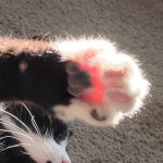 Sunlight through webs