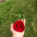 [OC] A rose from my grandpa’s garden
