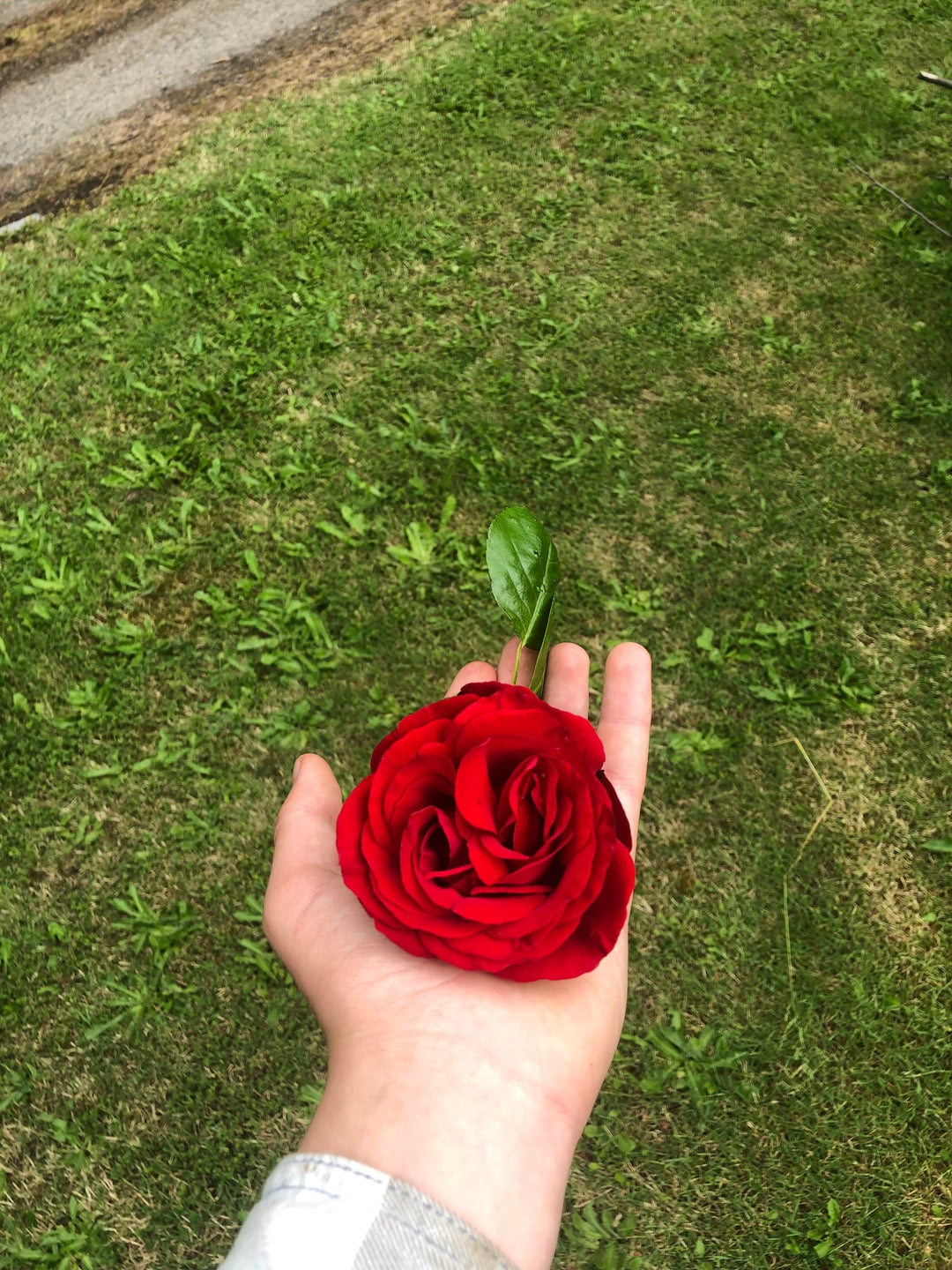 [OC] A rose from my grandpa’s garden
