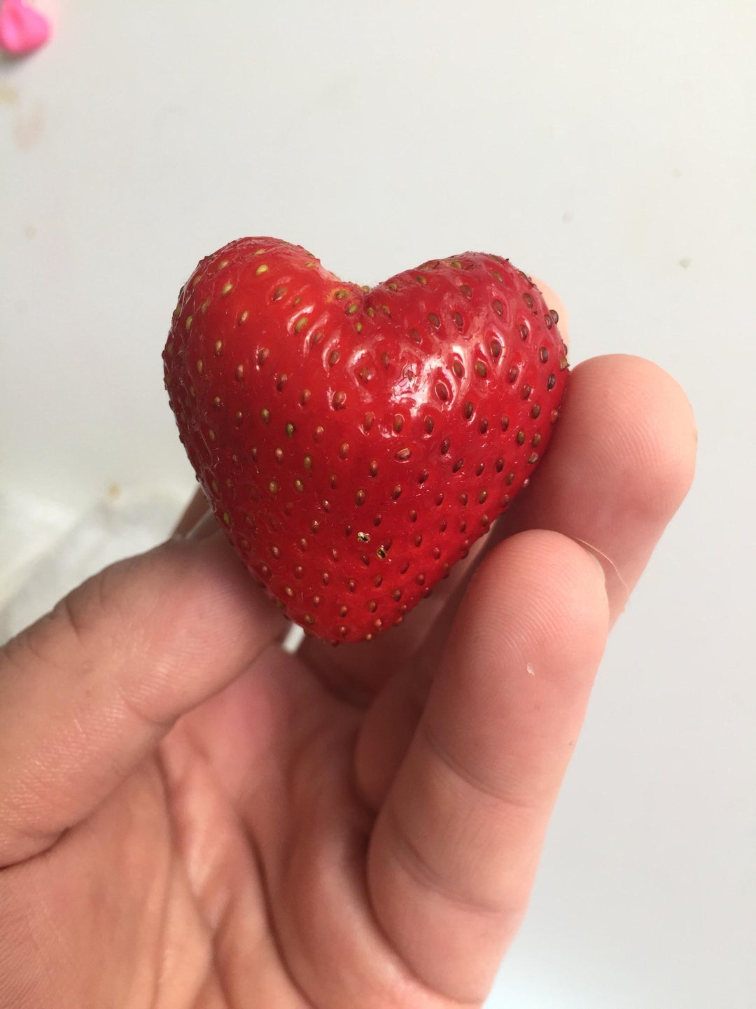 This heart shaped strawberry I ate today. Probably should have sold it on eBay tho.
