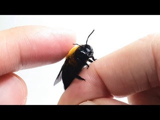 the process of making friends with a carpenter bee