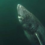 This is a 393-years old Greenland Shark that was located in the Arctic Ocean. It's been wandering the ocean since 1627. It is the oldest living vertebrate known on the planet. Photo by Julius Nielsen.