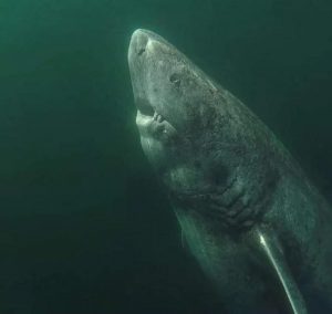 This is a 393-years old Greenland Shark that was located in the Arctic Ocean. It's been wandering the ocean since 1627. It is the oldest living vertebrate known on the planet. Photo by Julius Nielsen.