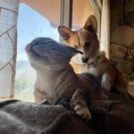 I took an unfortunately timed photo of Sindbad (cat) and Baby Schmutz (corgi) playing this morning…