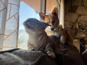 I took an unfortunately timed photo of Sindbad (cat) and Baby Schmutz (corgi) playing this morning…