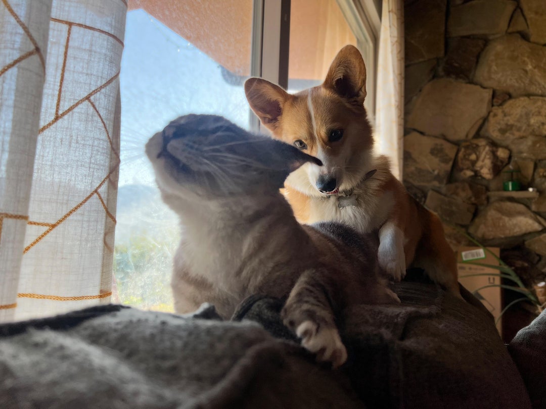 I took an unfortunately timed photo of Sindbad (cat) and Baby Schmutz (corgi) playing this morning…