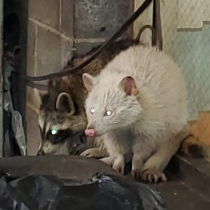 This albino raccoon in my shop.