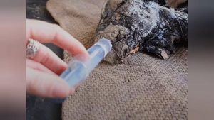 Baby Goat Covered In Tar Gets Baths For Three Days , And Gets Incredible Transformation
