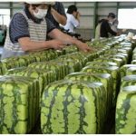 Watermelons grown in boxes on the vine in Japan for convenient stacking, shipping and storage.
