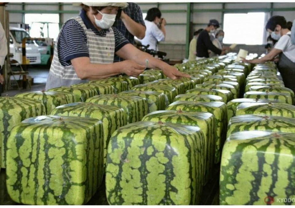 Watermelons grown in boxes on the vine in Japan for convenient stacking, shipping and storage.