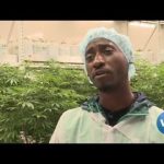 New Jersey Gives Convicted Marijuana Offenders Priority Shot at Selling Legal Cannabis