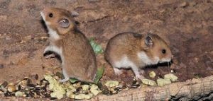 TIL that all pet Syrian hamsters are descended from a single brother and sister captured in 1930.
