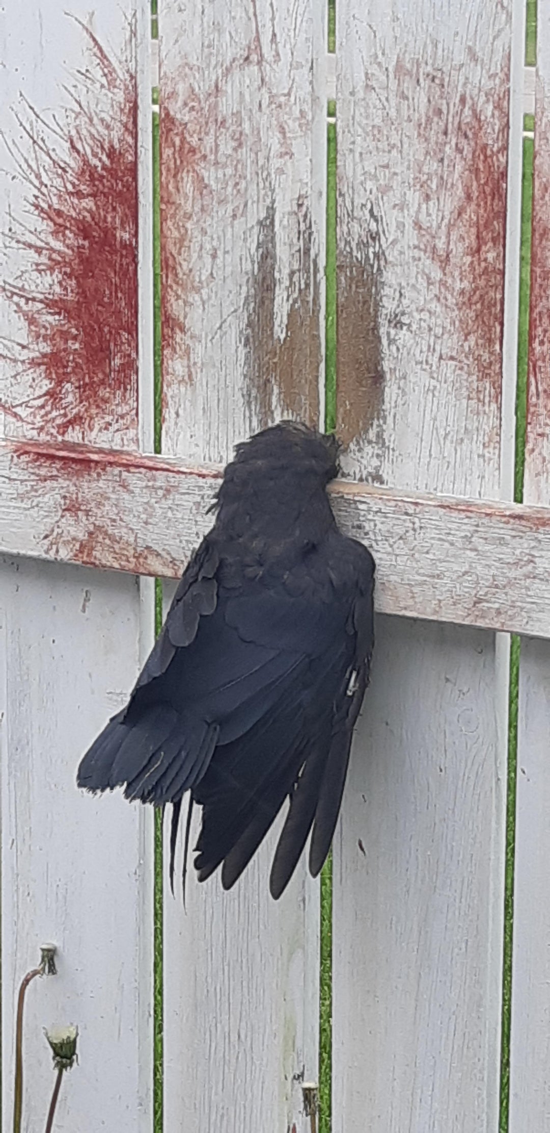 A crow got his head stuck in my fence today.