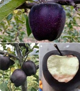 Black apples exist in Tibet (Black Diamond Apples)