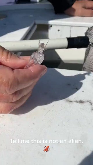 transparent sea creature found by fisherman