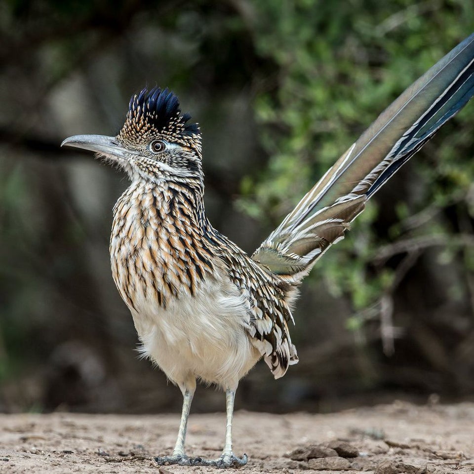 this is what a road runner looks like.