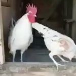 I think it's out of gas.