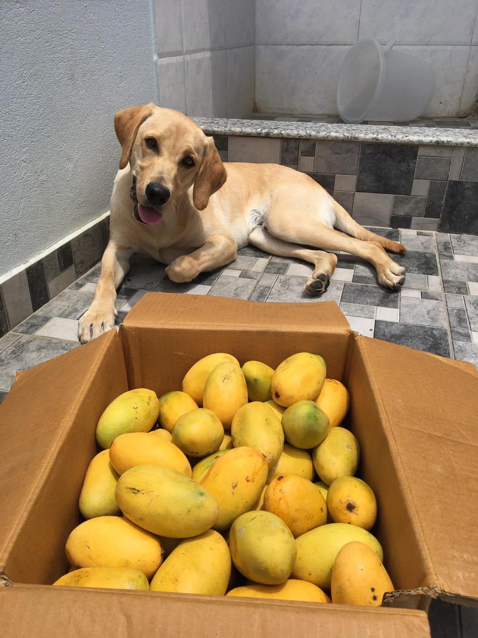 [OC] My doggo with his favorite food