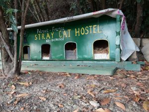 Stray Cat Hostel on the coast of Bernardin, Slovenia.