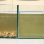 This is how oyster can clean up polluted water. Both tanks are full of water from the same source, but the tank on left has oysters.