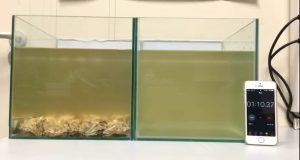 This is how oyster can clean up polluted water. Both tanks are full of water from the same source, but the tank on left has oysters.
