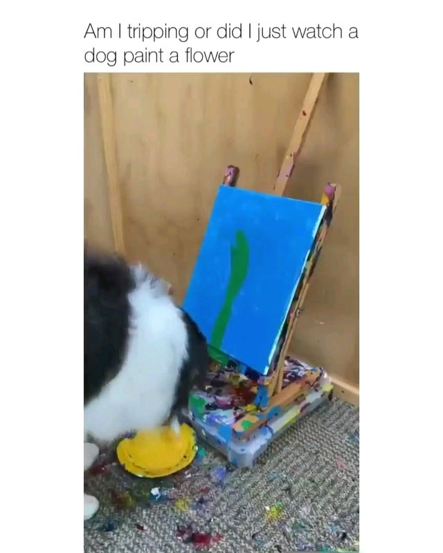 hollyDogo