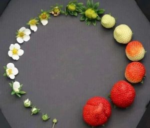 Life cycle of a strawberry.