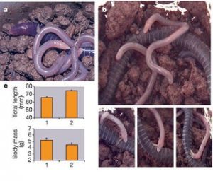 TIL about a species of caecilian called the Boulengerula taitanus. Mothers of this species develop an outer layer of skin that's rich in nutrients after laying their eggs. Once hatched, their offspring use specialised teeth to peel and eat this outer layer of their mother’s modified skin.