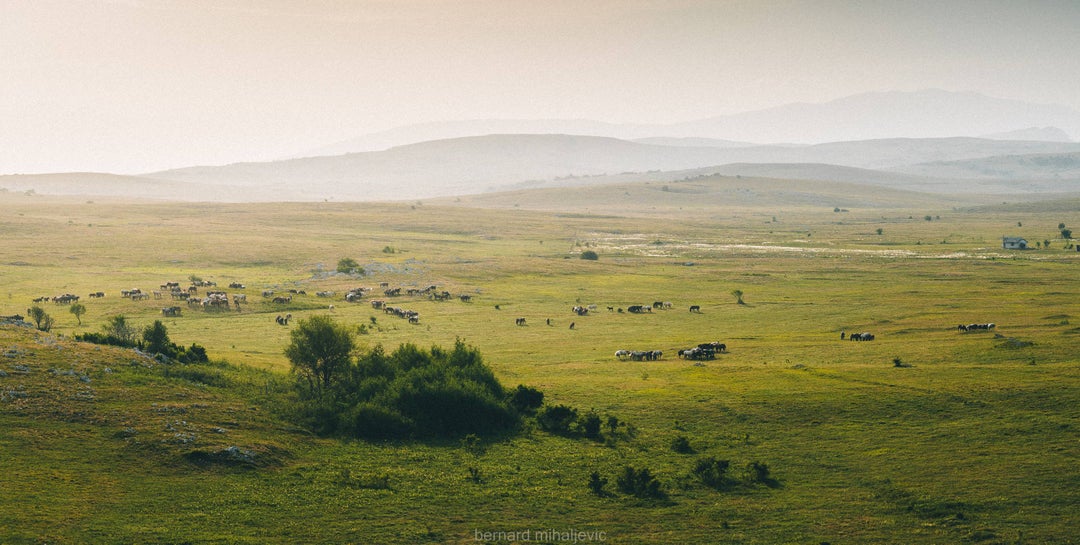 Wild horses of Bosnia. Always glad to be back to my hometown of Livno. Nothing is so soothing. [OC]