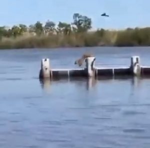 Pumas can jump as far as 40-45 feet