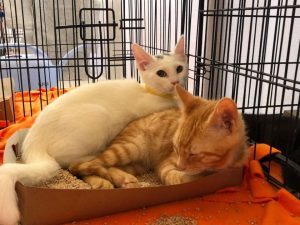 I bought a gigantic cat-bed but they still prefer the hamster's box
