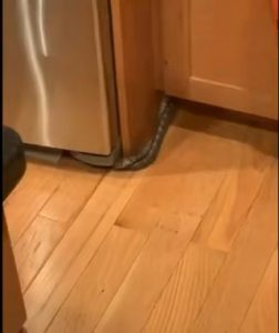 Don’t look at me human!!