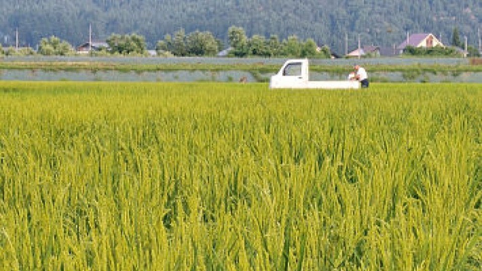 High grain prices prompt Japan farmers to grow wheat rather than rice