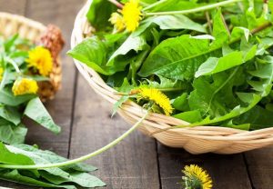 TIL that dandelions are edible and are actually really nutritious and can be eaten raw