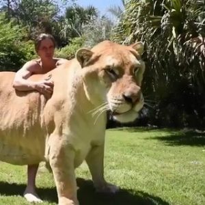 A cross between a male lion and a female tiger, a Liger!