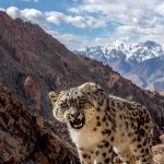 An elusive snow leopard in Ladakh, India